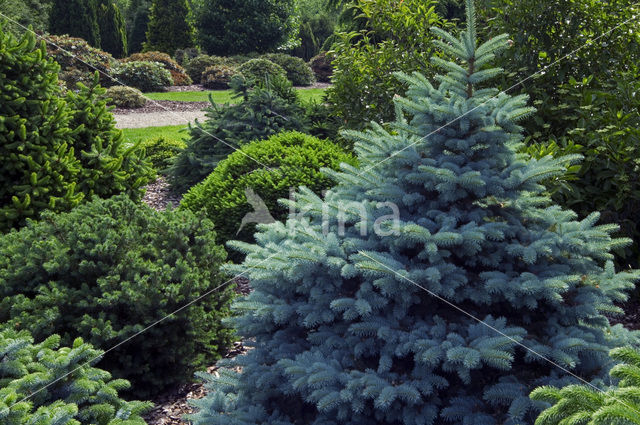 Blauwe spar (Picea pungens)