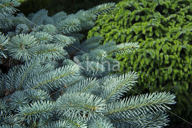 Blauwe spar (Picea pungens)