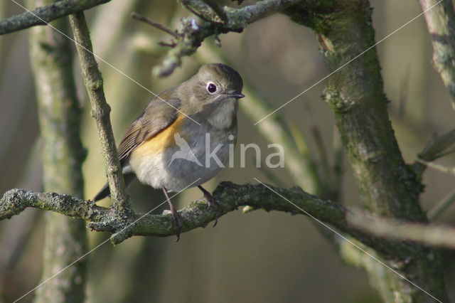 Red-flanked Bluetail (Tarsiger cyanurus)