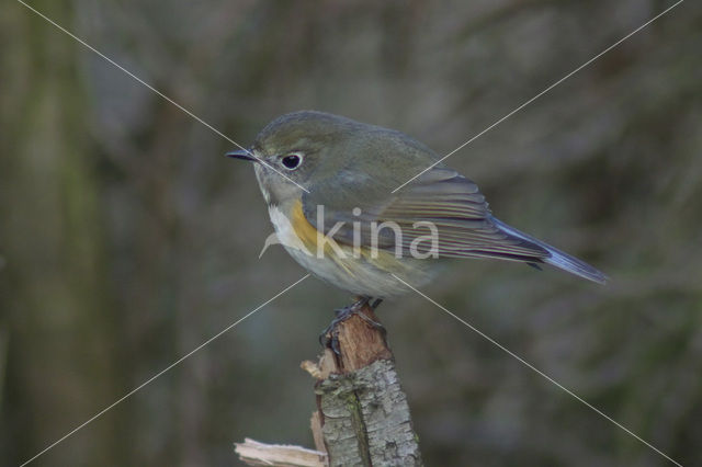 Red-flanked Bluetail (Tarsiger cyanurus)