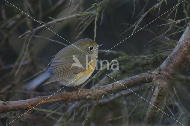 Red-flanked Bluetail (Tarsiger cyanurus)