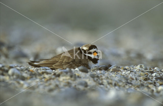 Bontbekplevier (Charadrius hiaticula)