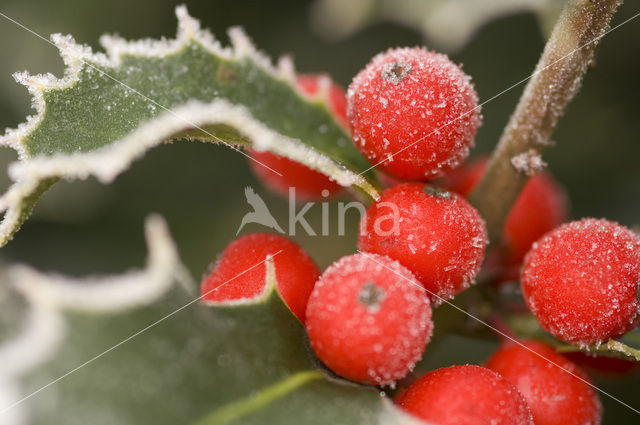 English Holly (Ilex aquifolium ´Argentea Marginata´)