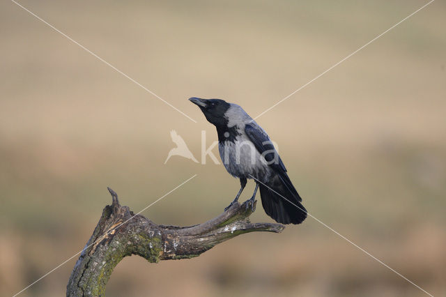 Hooded Crow (Corvus cornix)