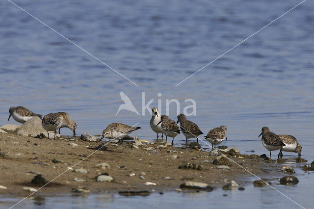 Bonte Strandloper (Calidris alpina)