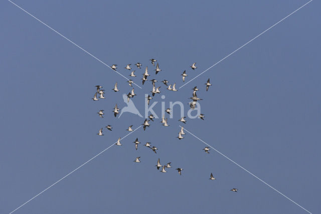 Dunlin (Calidris alpina)