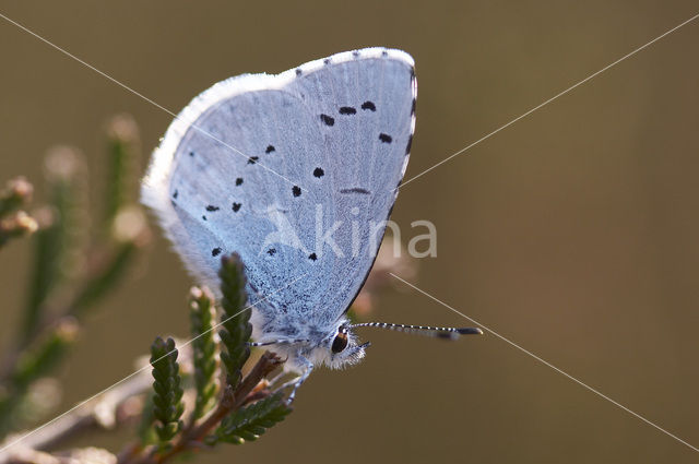 Boomblauwtje (Celastrina argiolus)