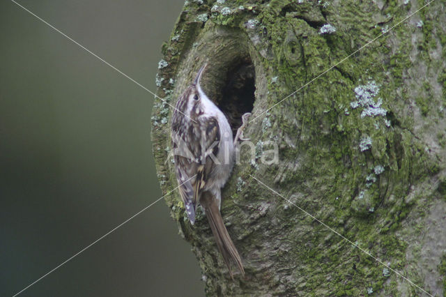 Boomkruiper (Certhia brachydactyla)