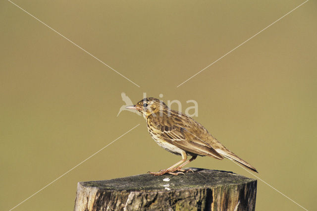 Boompieper (Anthus trivialis)