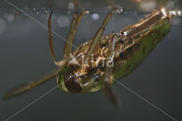 Backswimmer (Notonecta glauca)
