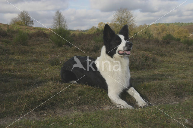 Border collie (Canis domesticus)