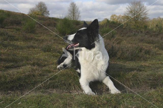 Border collie (Canis domesticus)
