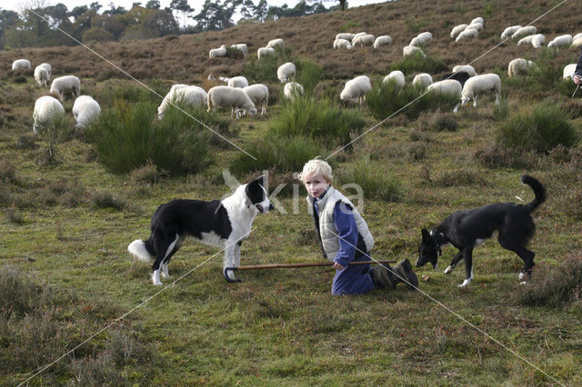 Border collie (Canis domesticus)