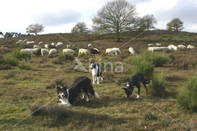 Border collie (Canis domesticus)