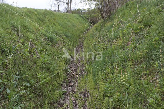 Wood Horsetail (Equisetum sylvaticum)