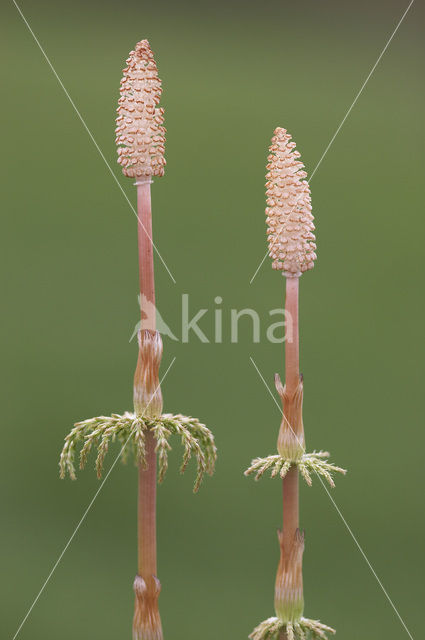 Wood Horsetail (Equisetum sylvaticum)
