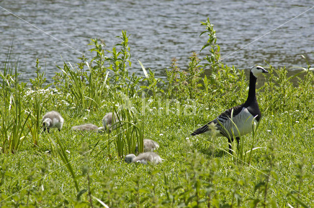 Barnacle Goose (Branta leucopsis)