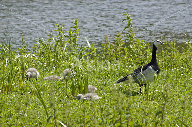 Brandgans (Branta leucopsis)