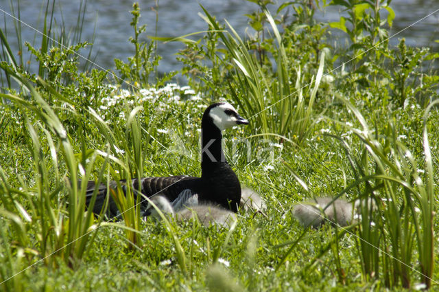 Brandgans (Branta leucopsis)