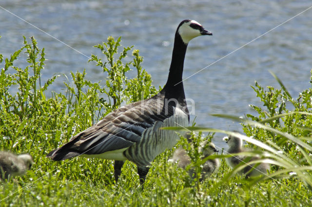 Brandgans (Branta leucopsis)