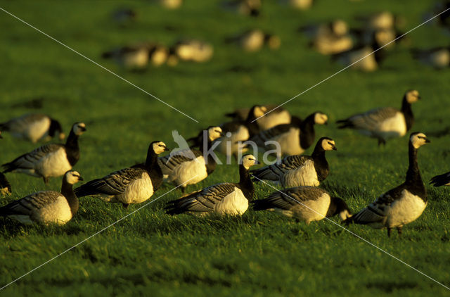 Brandgans (Branta leucopsis)