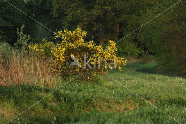 Broom (Cytisus scoparius)