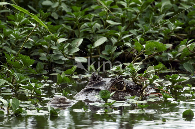 Brilkaaiman (Caiman crocodilus)