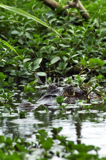 Brilkaaiman (Caiman crocodilus)