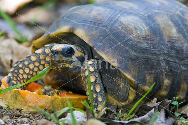 Brazilian Giant Tortoise (Geochelone denticulata)