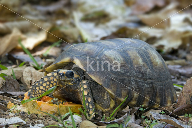 Bronzen helmschildpad (Geochelone denticulata)