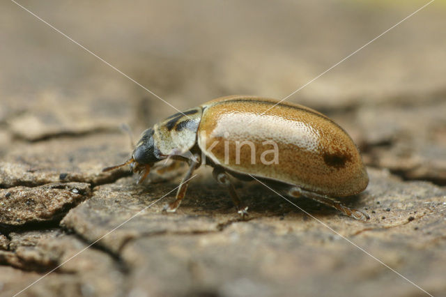 Larch Ladybird (Aphidecta obliterata)