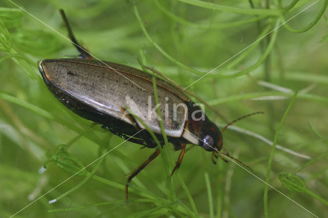 Colymbetes fuscus