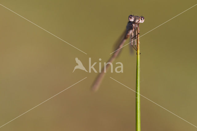 Brown Emerald Damselfly (Sympecma fusca)