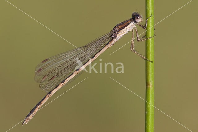 Brown Emerald Damselfly (Sympecma fusca)
