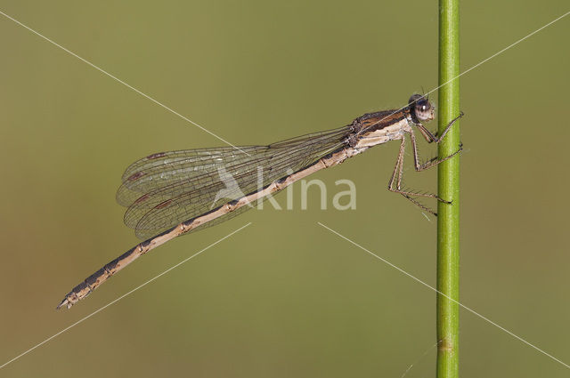 Bruine winterjuffer (Sympecma fusca)