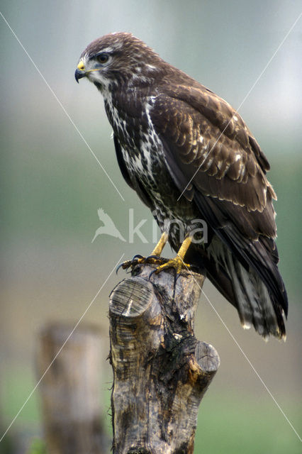 Buizerd (Buteo buteo)