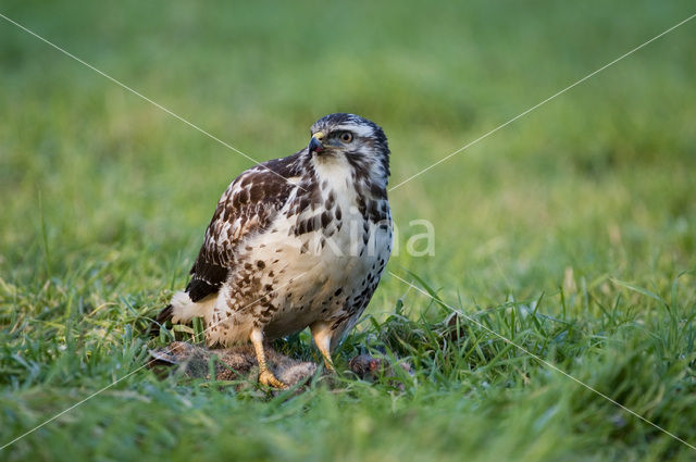 Common Buzzard (Buteo buteo)