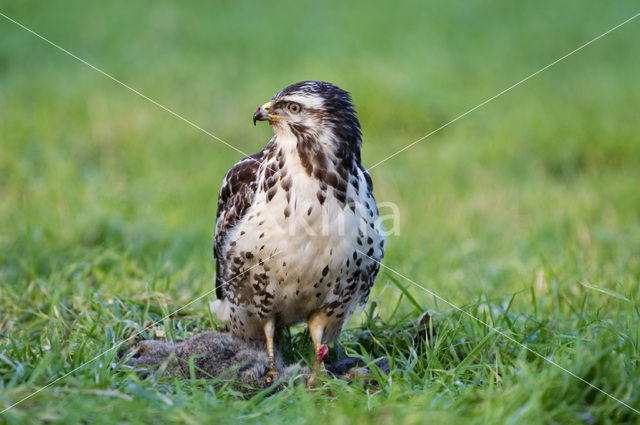 Common Buzzard (Buteo buteo)