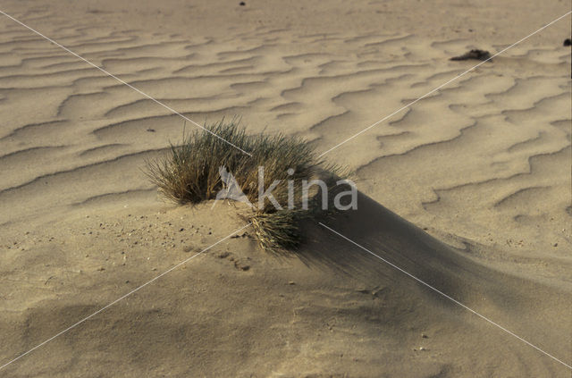 Grey Hair-grass (Corynephorus canescens)