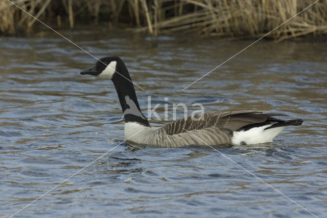 Canadese Gans (Branta canadensis)