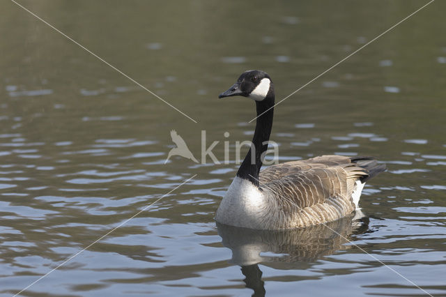 Canada Goose (Branta canadensis)