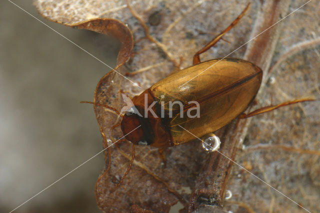 Copelatus haemorrhoidalis