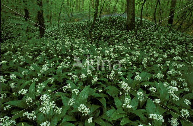 Daslook (Allium ursinum)