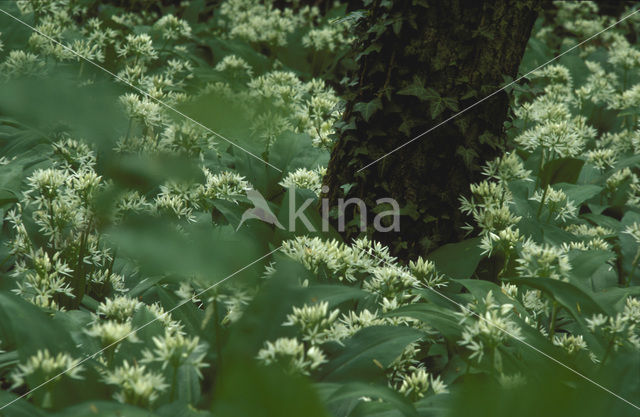 Daslook (Allium ursinum)