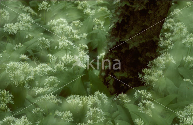 Ramsons (Allium ursinum)