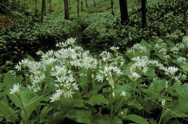 Ramsons (Allium ursinum)