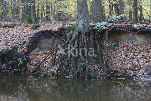 Pine tree (Pinus spec.)