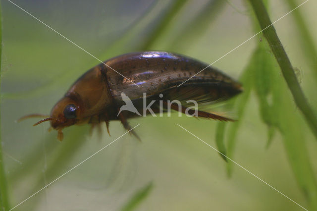 Diksprietwaterroofkever (Noterus clavicornis)