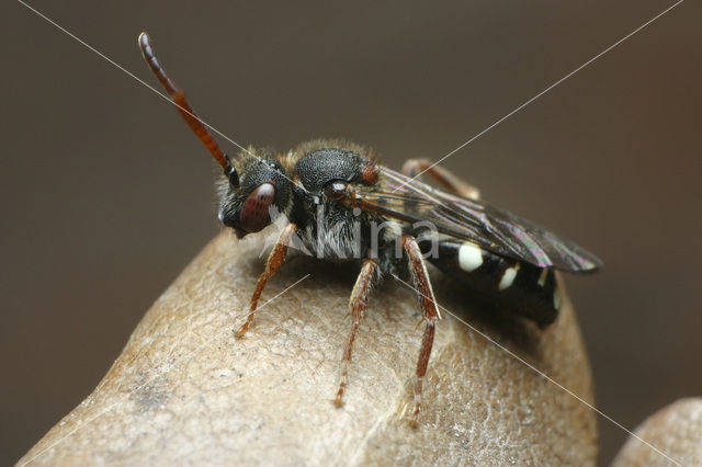 Wasp-bee (Nomada obscura)