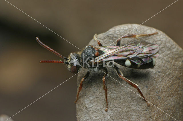 Wasp-bee (Nomada obscura)